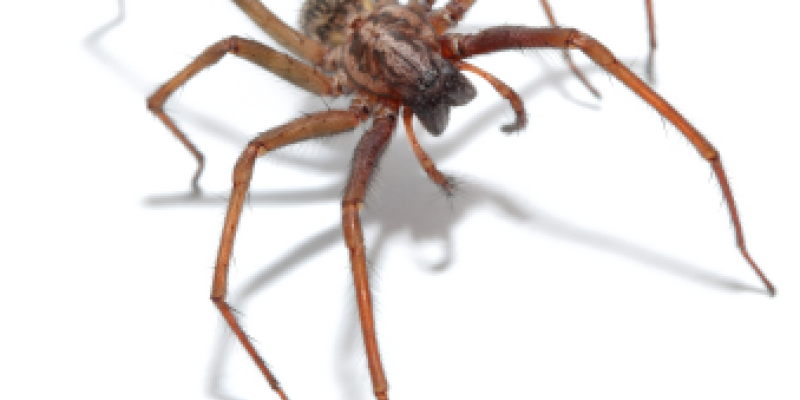Image of a large spider