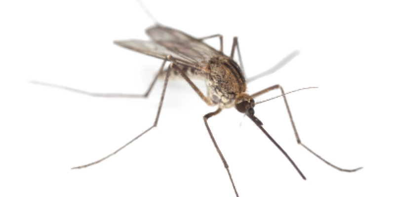 Image of a mosquitoes