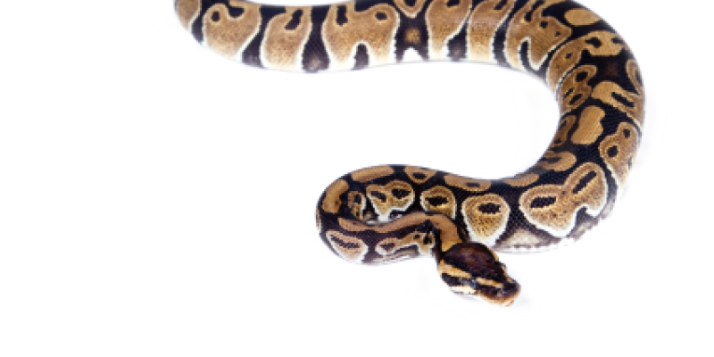 Image of a large snake
