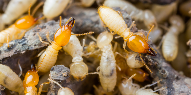 Image of a pile of termites