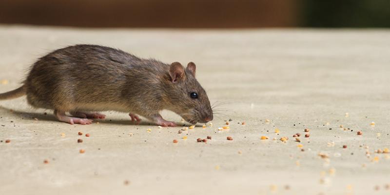 Image of a mouse eating crumbs