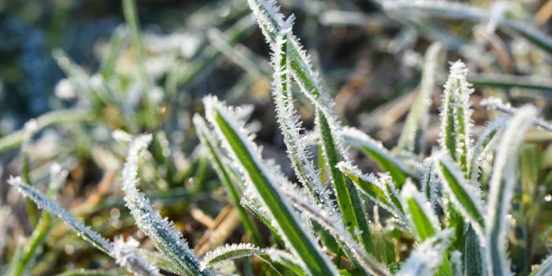 Image of grass covered in frost