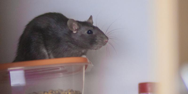 Mouse sitting on some Tupperware