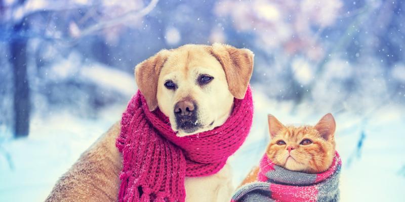 A dog and cat in scarves out in the snow