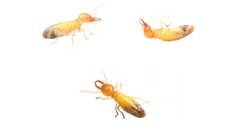 # termites from different angles