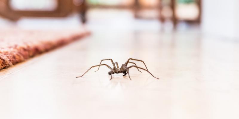 A spider skittering across the floor