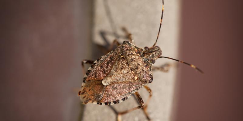 Stink Bugs - Prevention and Control